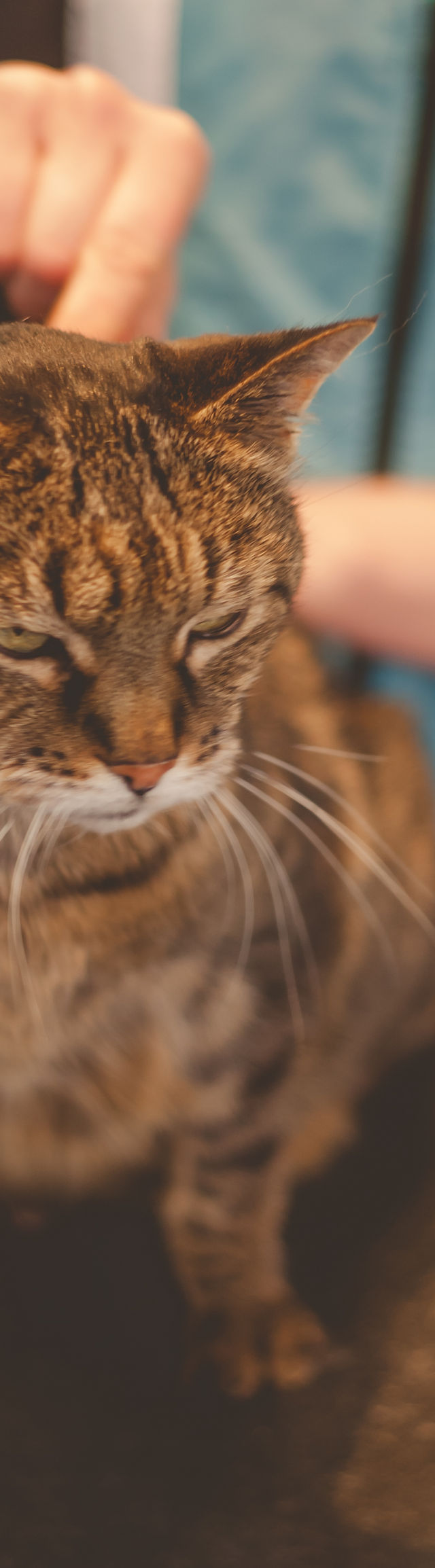 Cat Grooming | Bonsai Pet | Saukville,WI