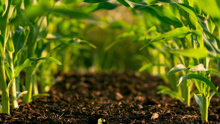 Atelier création de terre végétale et fertile en ville | 14 novembre 2024