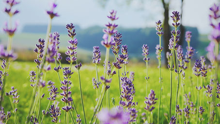 Une Eau et des sols de qualité pour une végétalisation urbaine et une biodiversité | 5 Juillet 2018