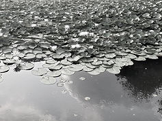 IMG_7487.jpeg