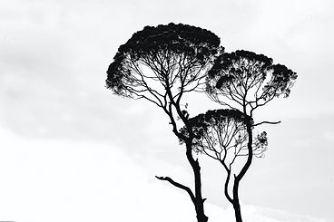 tree1.jpeg