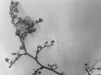 IMG_9801.jpeg