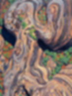 "Genesis I - Australian"