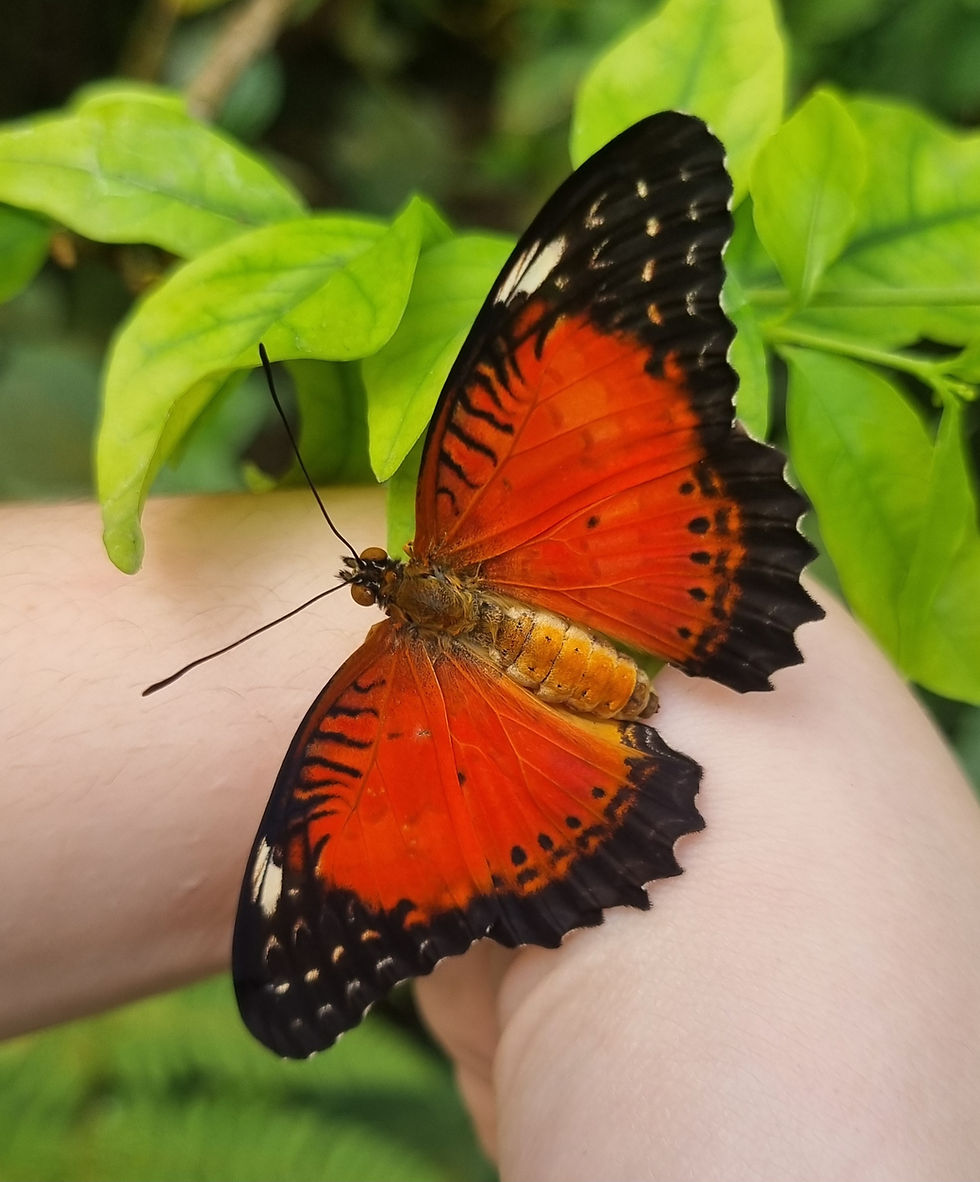 Schmetterling symbolisch für einen Neuanfang