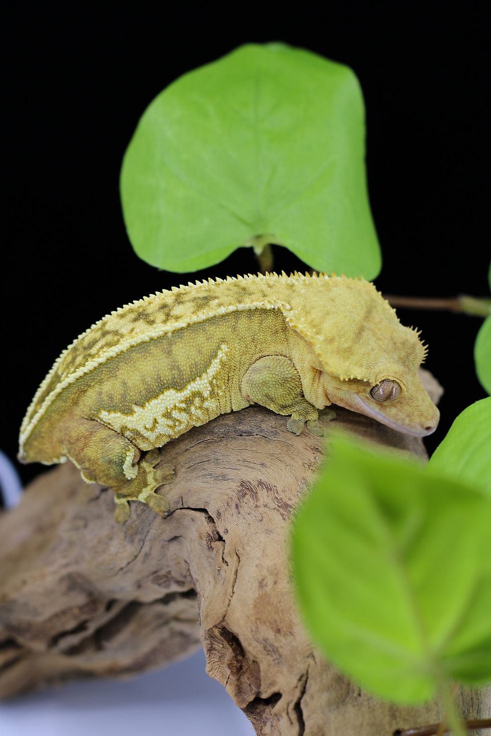Close-up perspective of a Lilly White crested gecko highlighting its striking features
