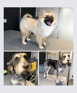 Koda et le grand Ramses