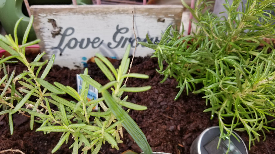 Spices and Herbs That Can Boost Your Immune System