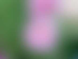 この時期の花?!