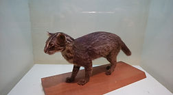 イリオモテヤマネコ