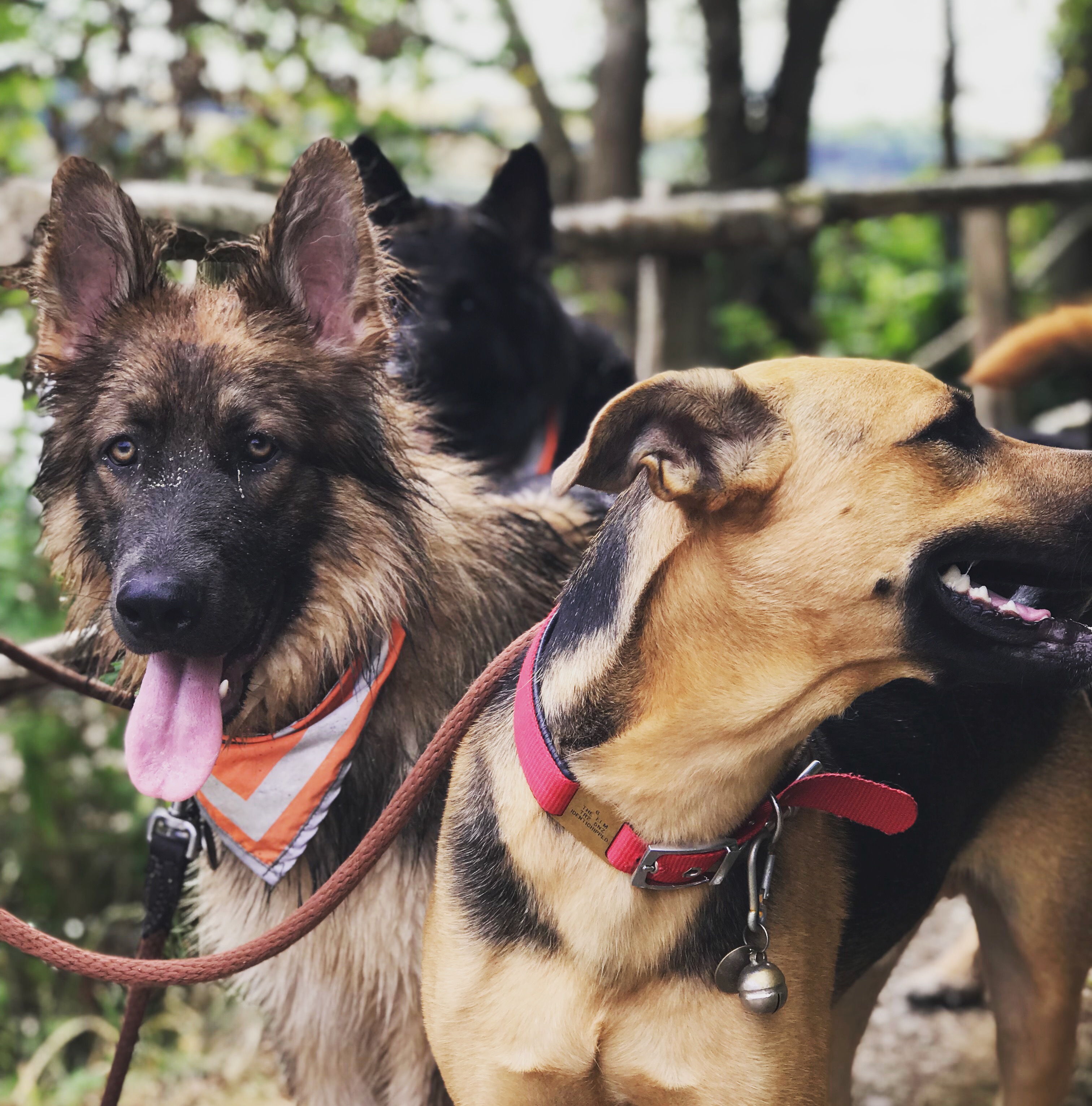 The K9 Capers Co. Dog Walker, Doggy Day Care & Doggy Holidays