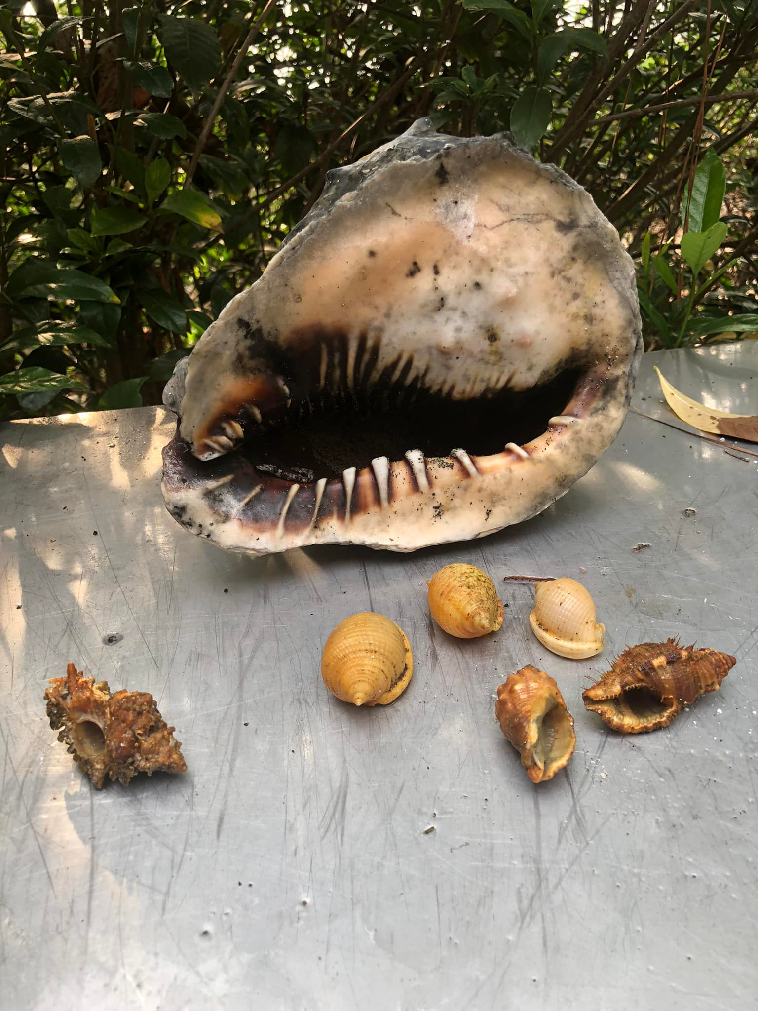 2-Tank Inshore Shelling Dive Charter