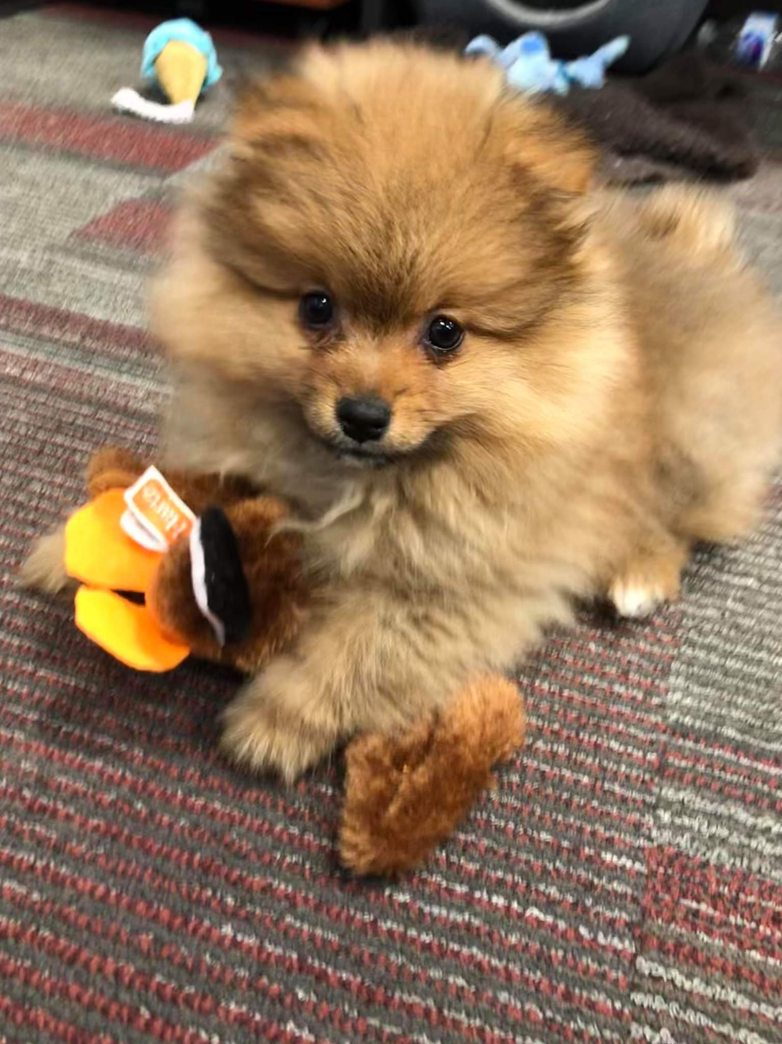 Teddy - North Dakota - March 2019