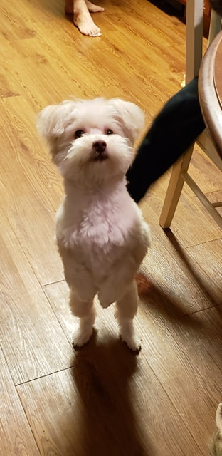 Meeko - Pomapoo- 2018