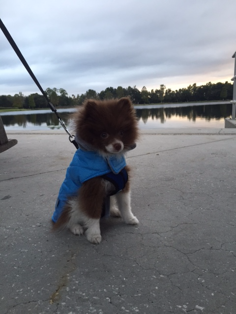 Dodger - Brazil - October 2014