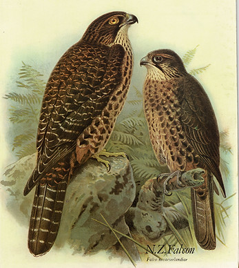 NZ Falcon.jpg