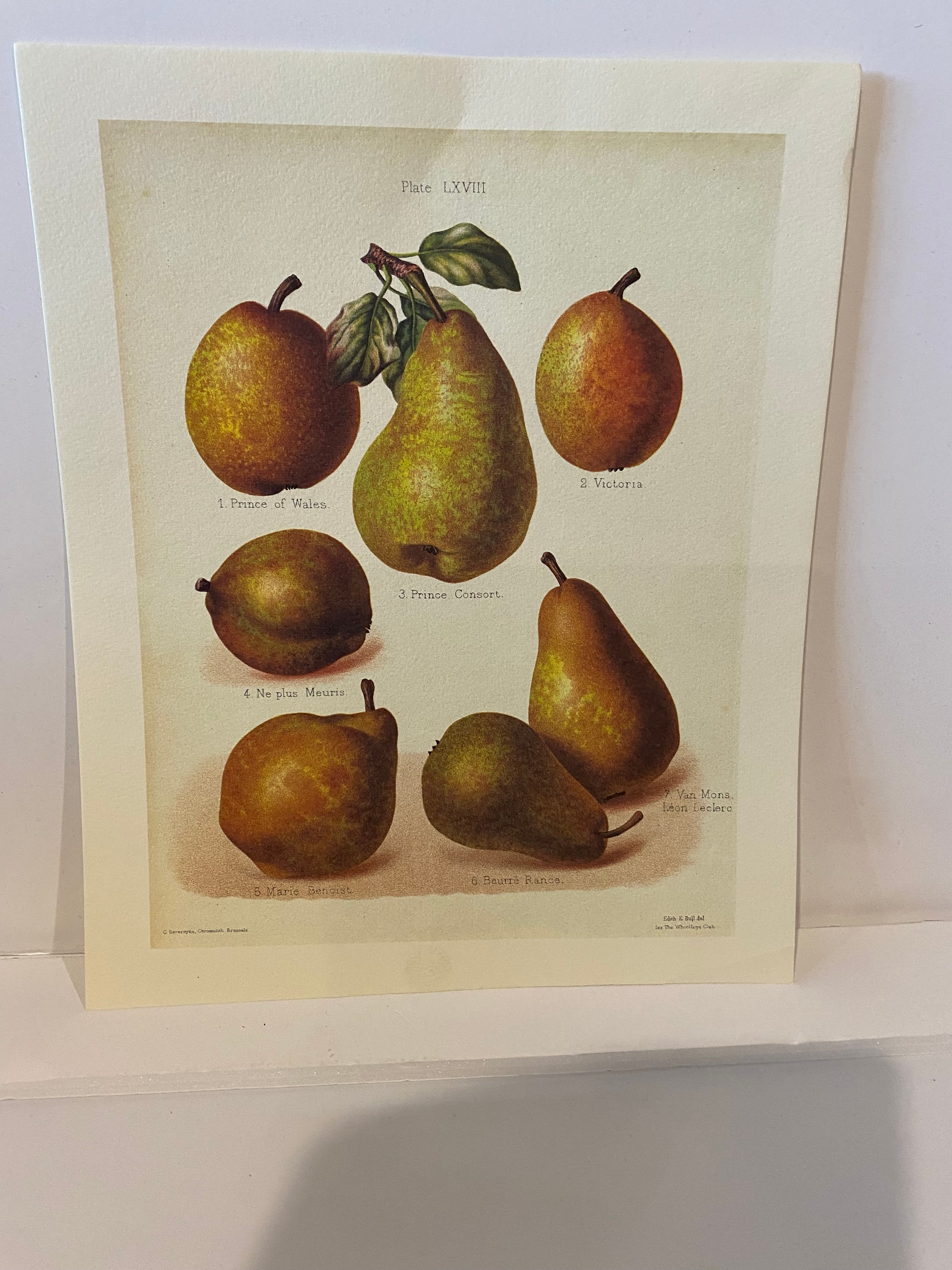 Plate LXVIII mini print 295x240mm
