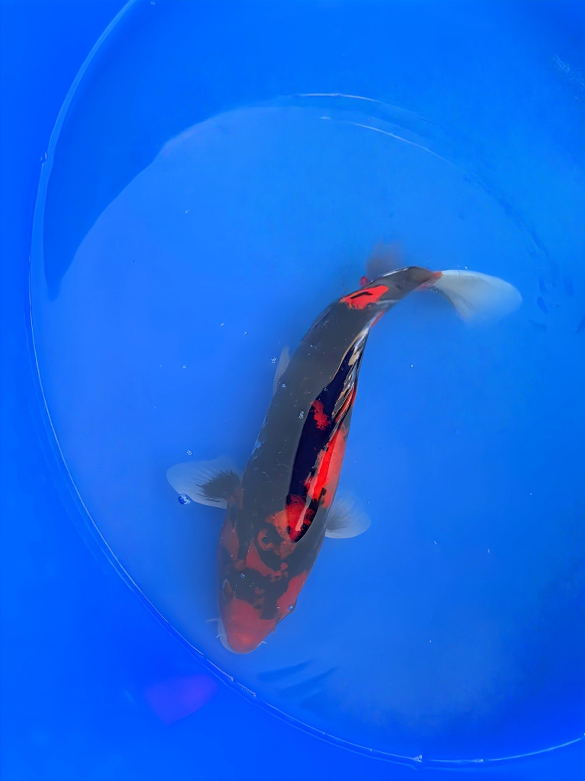 Kage Showa 40cm - Marusei