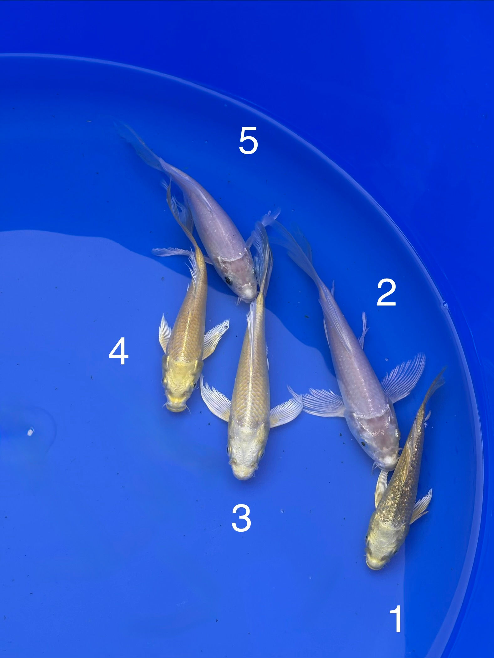 Suda Butterly Mix (15-20cm)