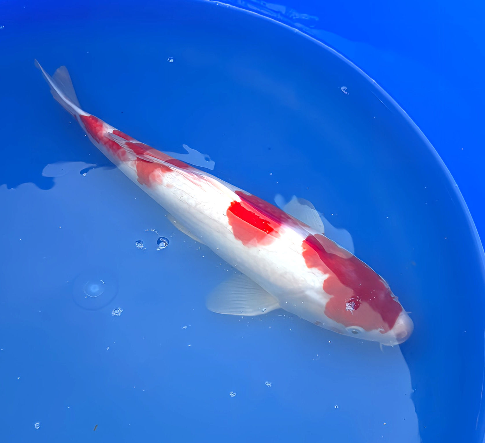 Kohaku 40 cm - Marusei