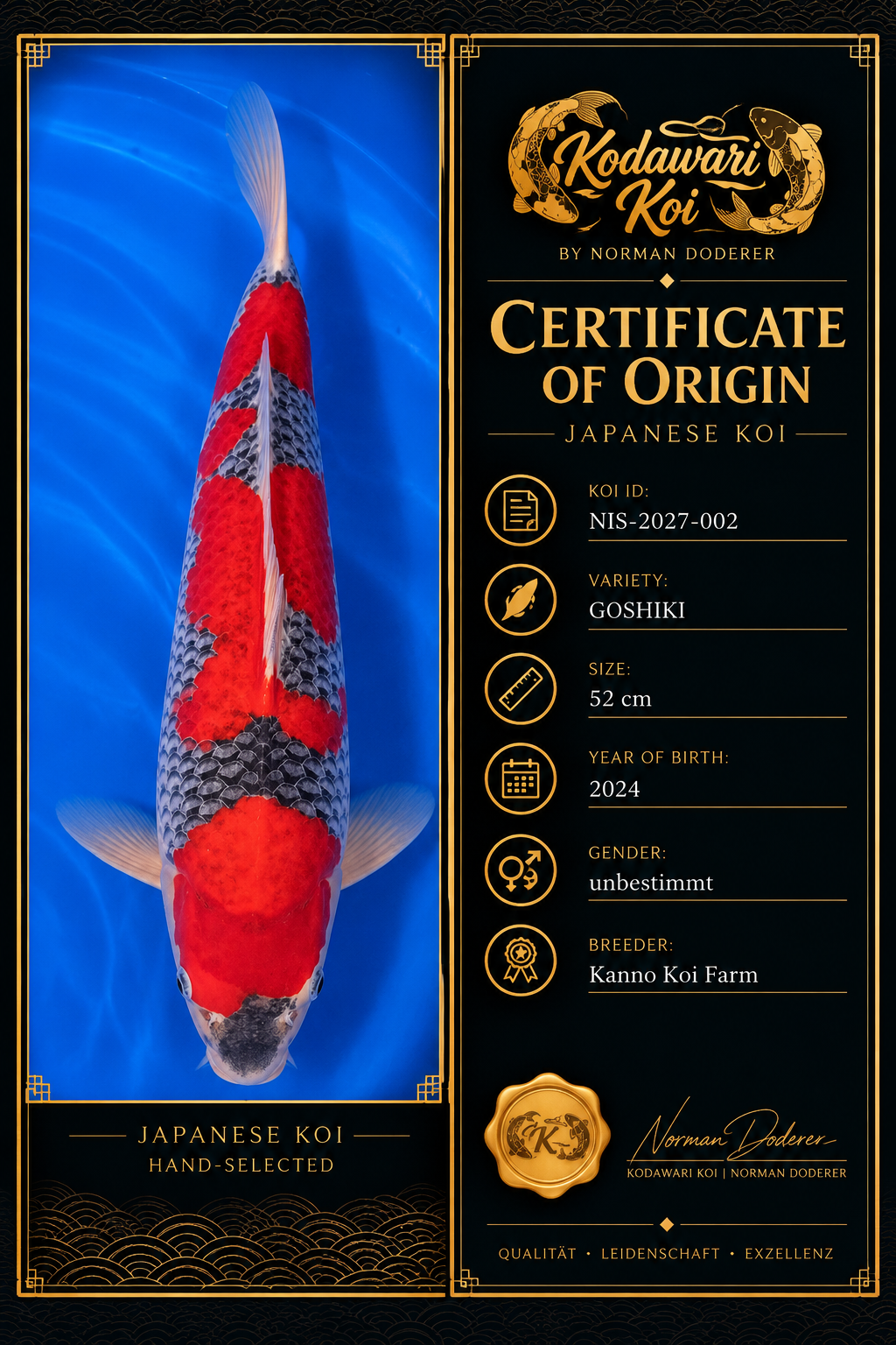 Goshiki – Kanno | Nisai | 52 cm | NIS-2027-002