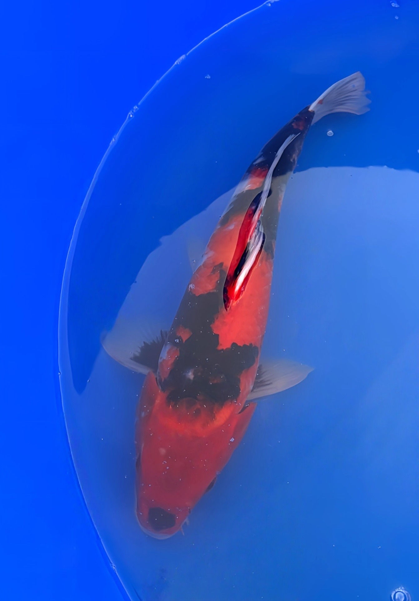 Hi Showa 40cm - Marusei