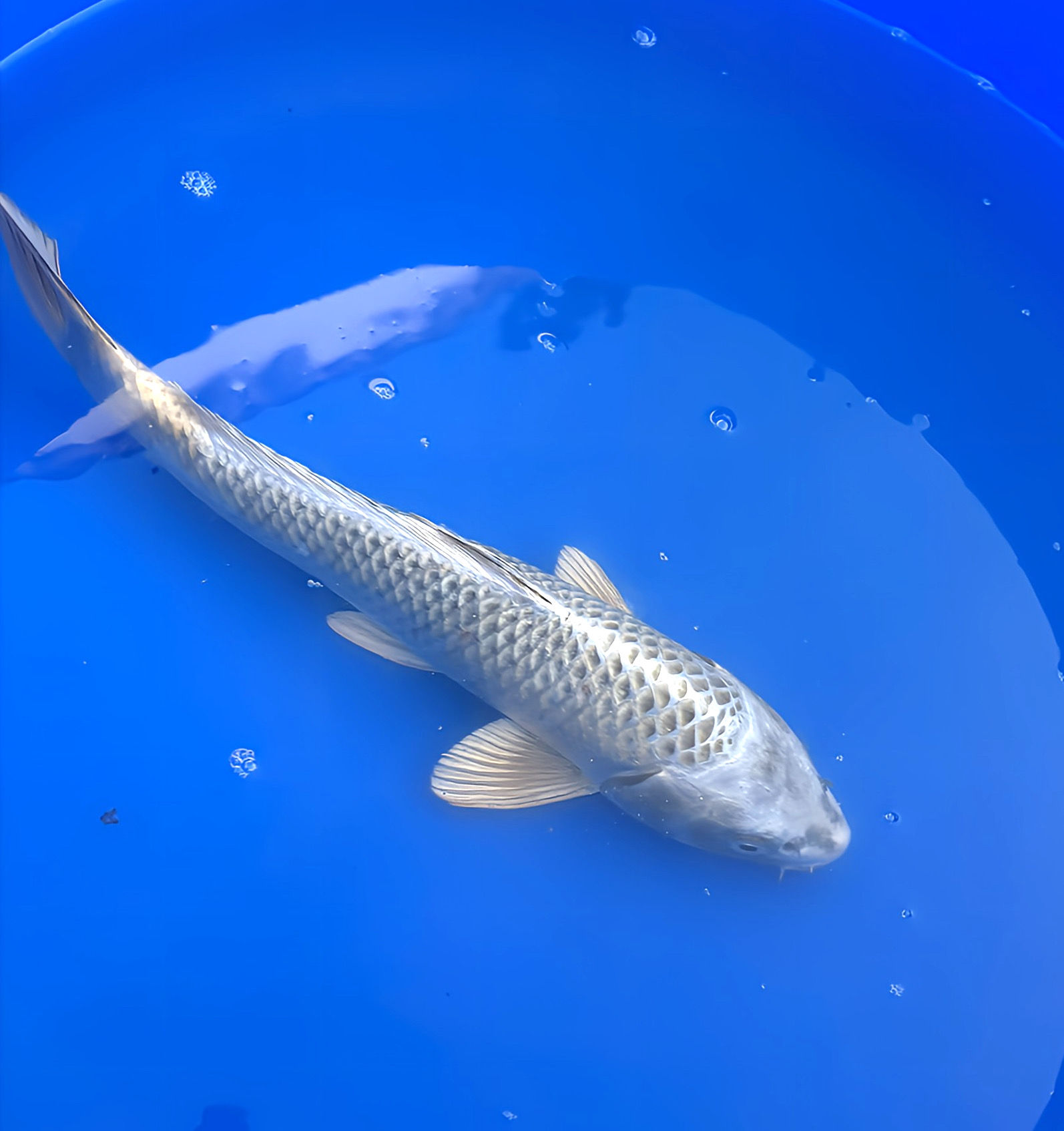 Gin Matsuba 38cm - Marusei