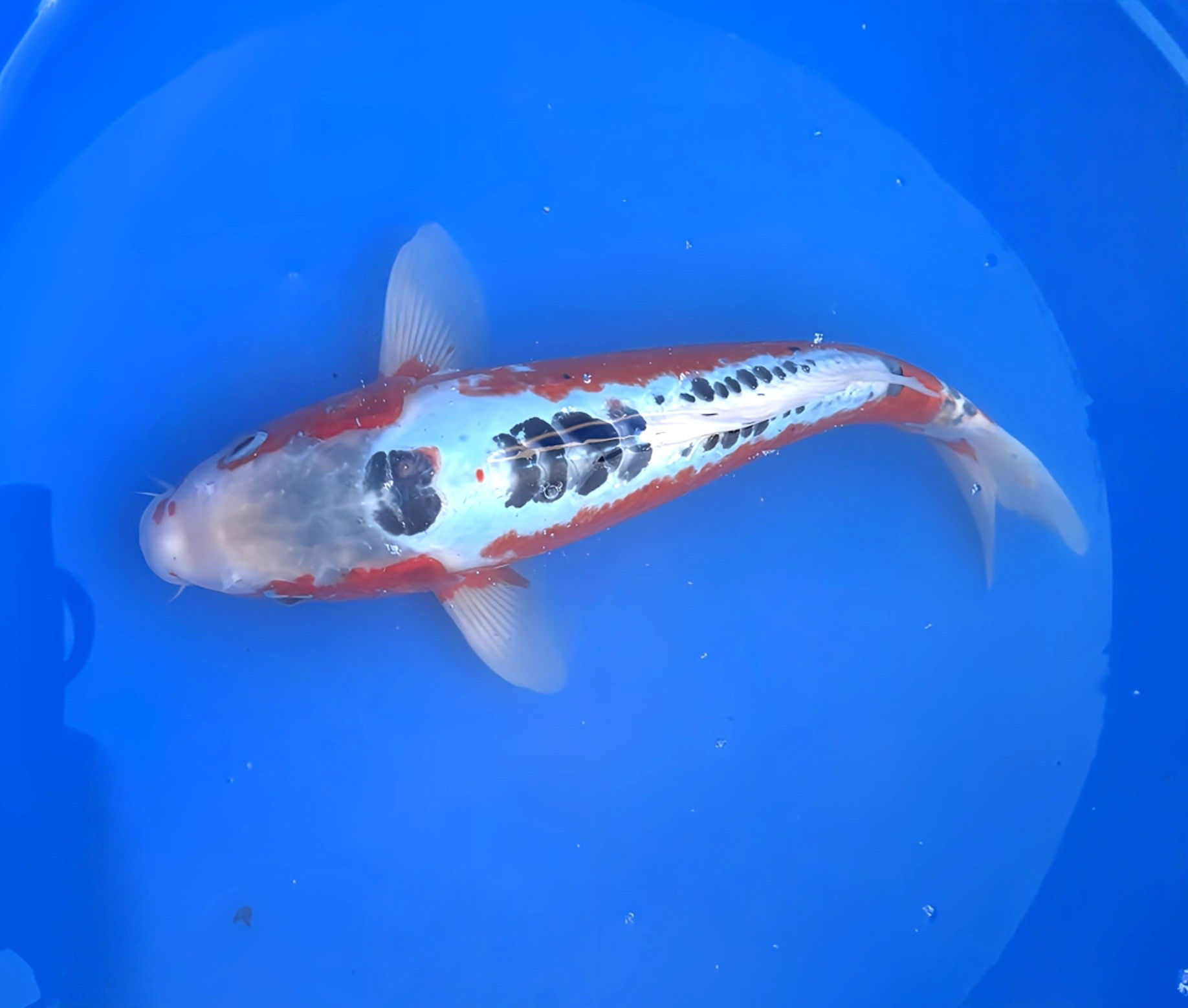 Shusui 39cm - Marusei