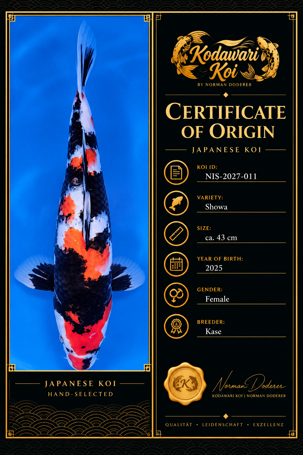 Showa – Kase | Nisai | Female | ca. 43 cm | NIS-2027-011
