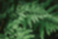 forest small.jpg