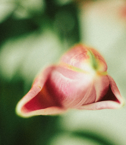 womb-4.jpg