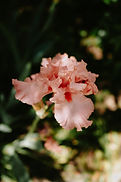 pexels-matreding-12127814.jpg
