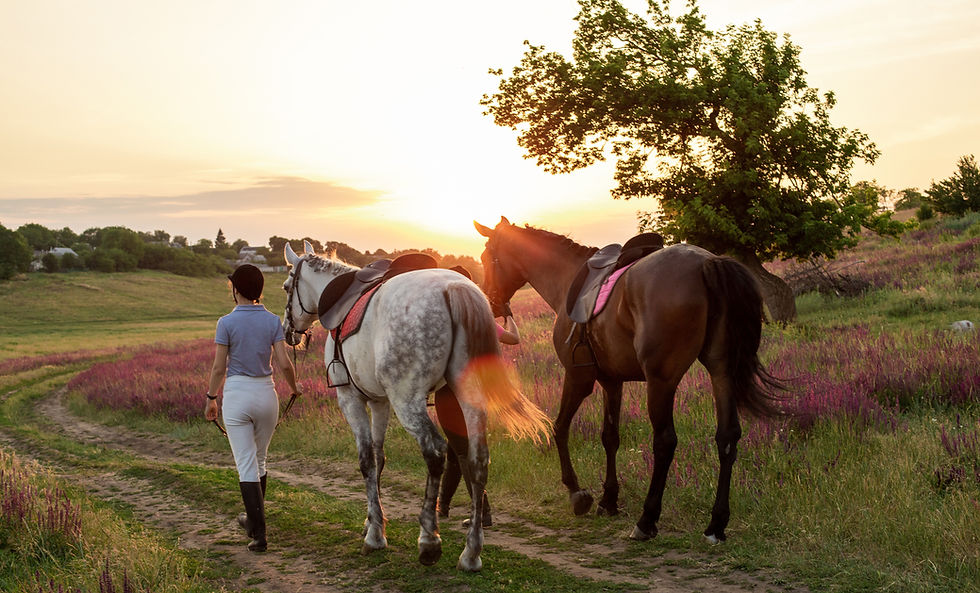 mulher passeando com cavalos