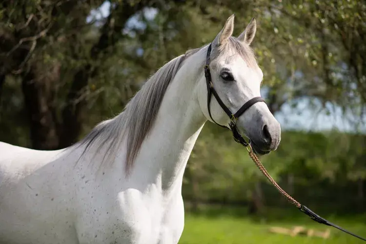 cavalo árabe branco