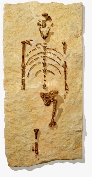 Realistic drawing of the skeletal remains of the Australopithecus, "Lucy". The drawing shows Lucy's hip bone is similar to a humans.