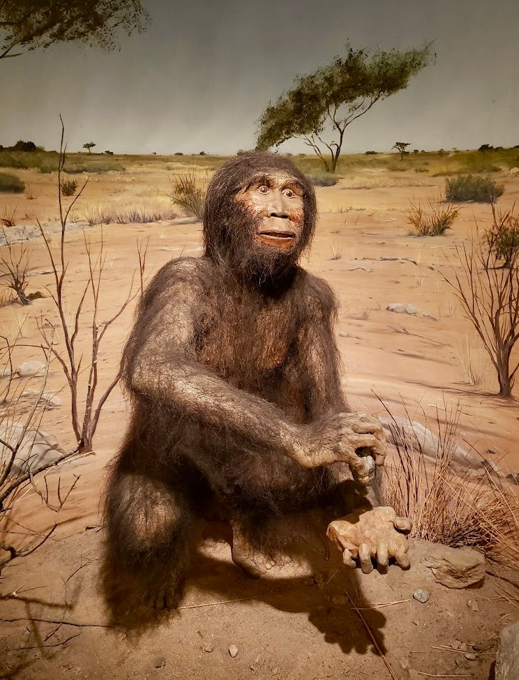 Photograph of Homo Habilis Tableau that can be viewed at Las Vegas Natural History Museum.