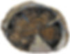 An example of a permineralized tree fossil. The outside and hollow spaces are filled with mineral, but the tightly packed tree rings still appear to be wood.