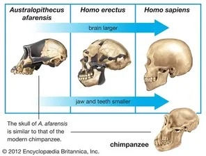 Graphic comparing the skulls of Australopithecus, Homo erectus, and Homo sapiens.