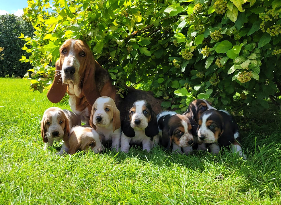 agatha in the garden.JPG