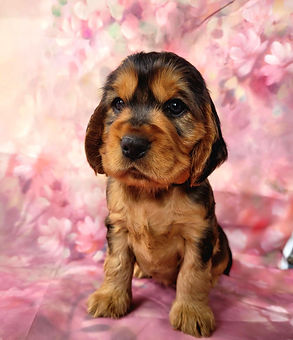 Red Sable cocker puppy.JPG