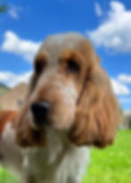 Dandy show type cocker stud dog
