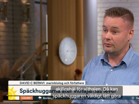 Späckhuggare jagar vithaj