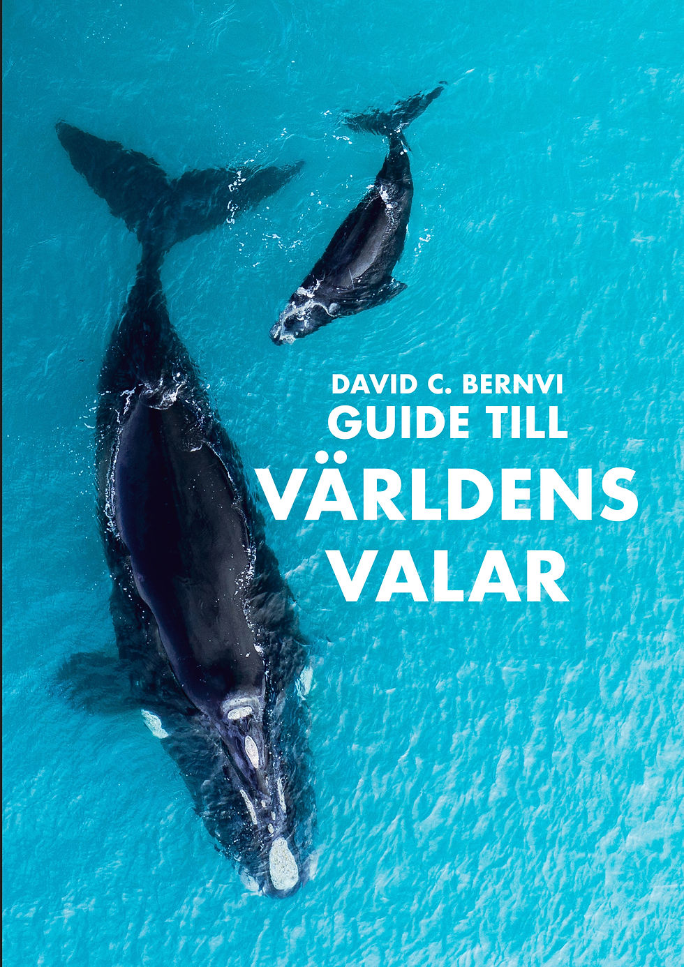 Guide till världens valar av David C. Bernvi förväntas komma ut under 2026.