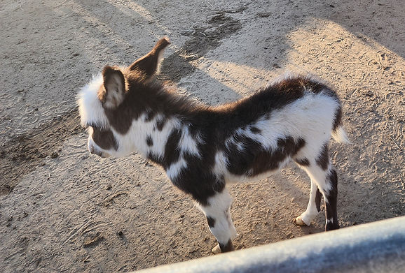 Pebbles 2026 baby boy donkey.jpg