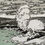 Miniature : Yves Plusquellec (1938) - Camaret Sur Mer C - Linogravure