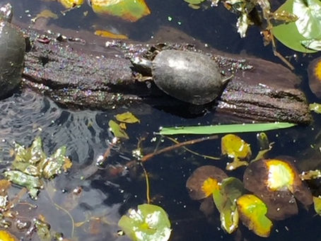 The Power of Turtle Energy