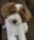 Ollie Cute.jpg