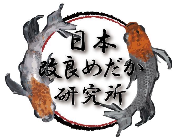 日本改良めだか研究所 ８　渋い！煌part１ ☆ １ペア＋メス１匹☆20190119☆めだか・メダカ 煌 メダカの通販