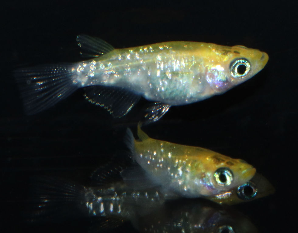 Thumbnail: イエモンダルマ　イエロータイプ　１ペア