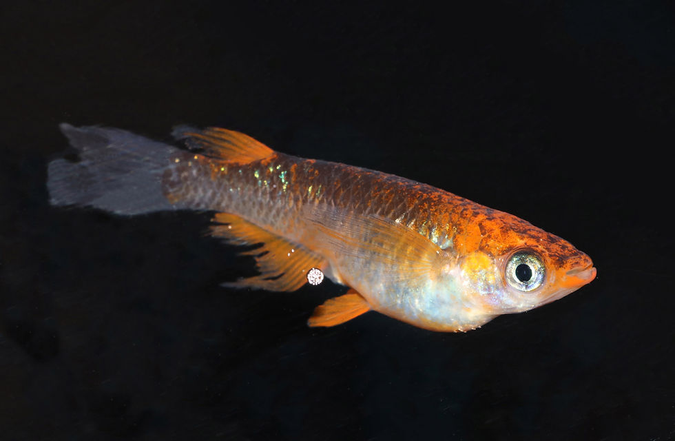 サムネイル： 華蓮ヒレ長