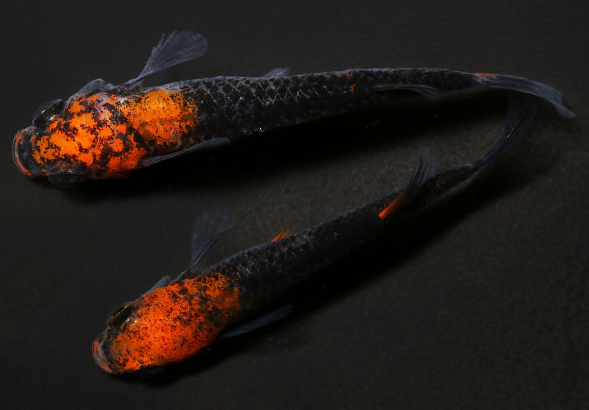 来光　上物　１ペア